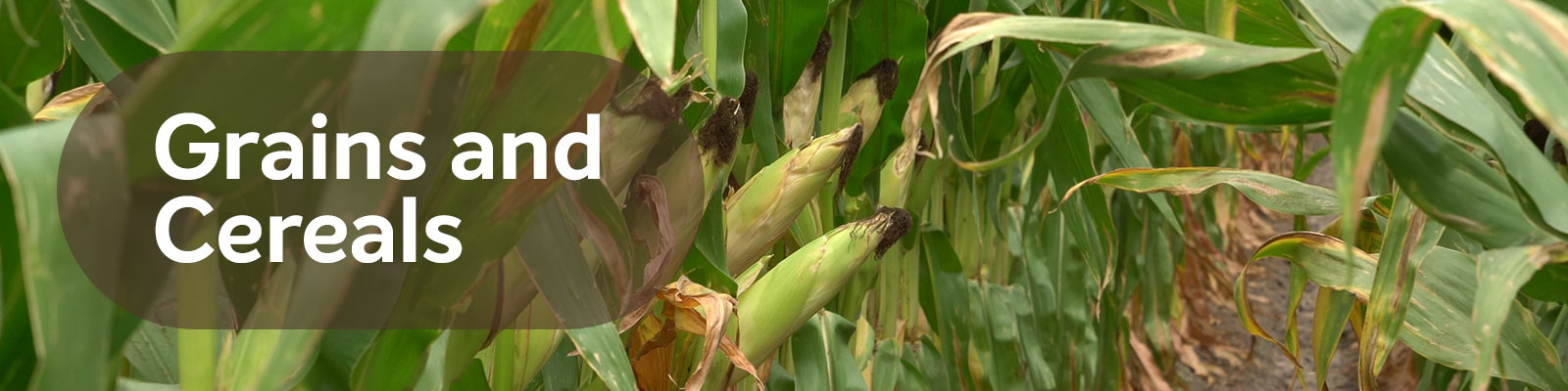 MAX row crops™ Grains and Cereals