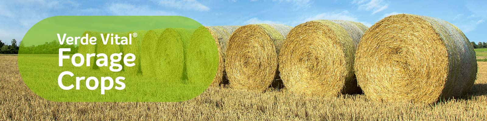 VERDE Vital® Forage Crops 12-18-12+10S+3Mg
