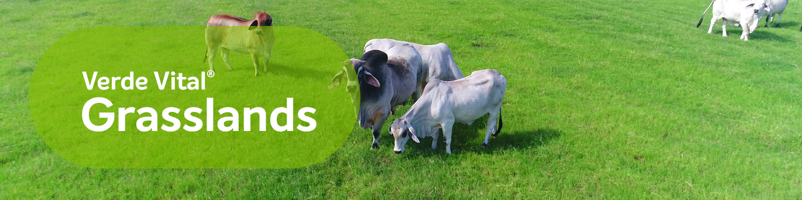 VERDE Vital® Grassland 14-21-7+11S+3Mg